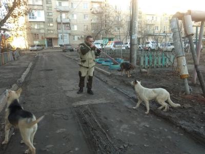 Отлов собак в Астрахани. Фото © punkt-a.info 