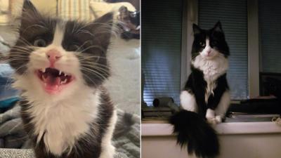 10 трогательных историй от россиян, когда бродячие кошки выбрали себе хозяина и не прогадали