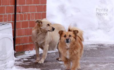В Пензенской области откроют четыре приюта для содержания безнадзорных животных