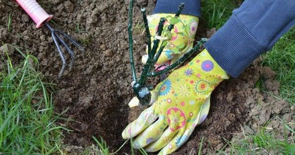 Як успішно висадити троянди восени: рекомендації садівників