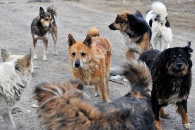 Бездомные собаки на одной из улиц города. Фото © ТАСС / Лев Федосеев
