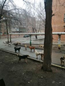 Нападение стаи бродячих собак на девочку в Астрахани попало на видео