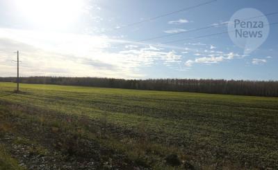 Площадь посевов озимых зерновых в Пензенской области составляет 385,5 тыс. га