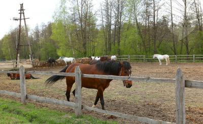 Завершено расследование дела о краже 152 лошадей, которых купил житель Пензенской области