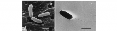 Бактерии рода Acidiphilium. Фото © researchgate.net / N. Wakao