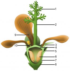 Реконструкция внешнего вида цветка Nanjinganthus. Неожиданный некарпеллятный эпигинный цветок из юрского периода Китая. Фото © elifesciences.org